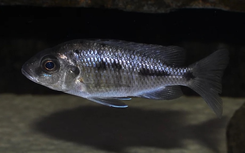 Protomelas sp. 'spilonotus tanzania'